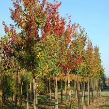 PRUNUS CAROLINIANA - TIGE