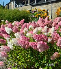 HYDRANGEA PANICULATA VANILLE FRAISE