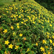HYPERICUM CALYCINUM