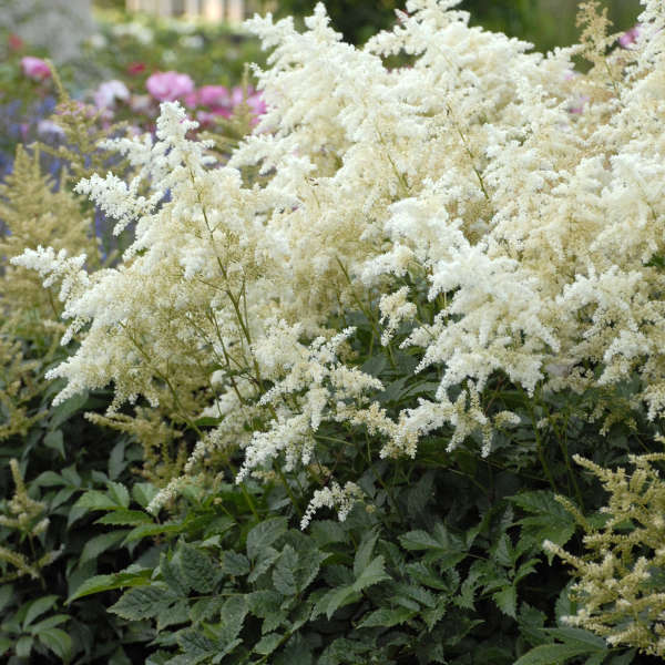 ASTILBE JAPONICA GDT