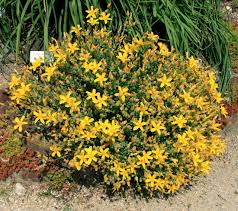 HYPERICUM OLYMPICUM