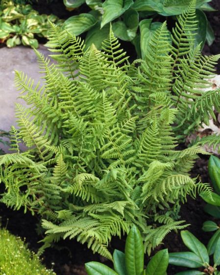 [1532] ATHYRIUM FILIX-FEMINA (Caduc, 50/100)