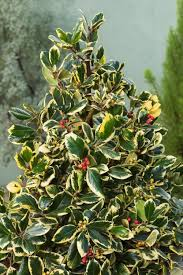 ILEX ALTACLARENSIS GOLDEN KING