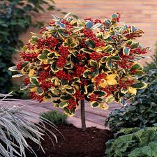 [6199] ILEX ALTACLARENSIS GOLDEN KING - DEMI TIGE (Persistant, 250/300)