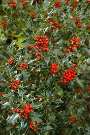 ILEX AQUIFOLIUM
