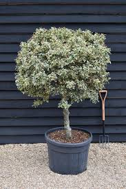 ILEX AQUIFOLIUM - PARACHUTE