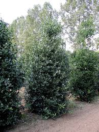 [6208] ILEX AQUIFOLIUM ALASKA (Persistant, 3 à 5 m)