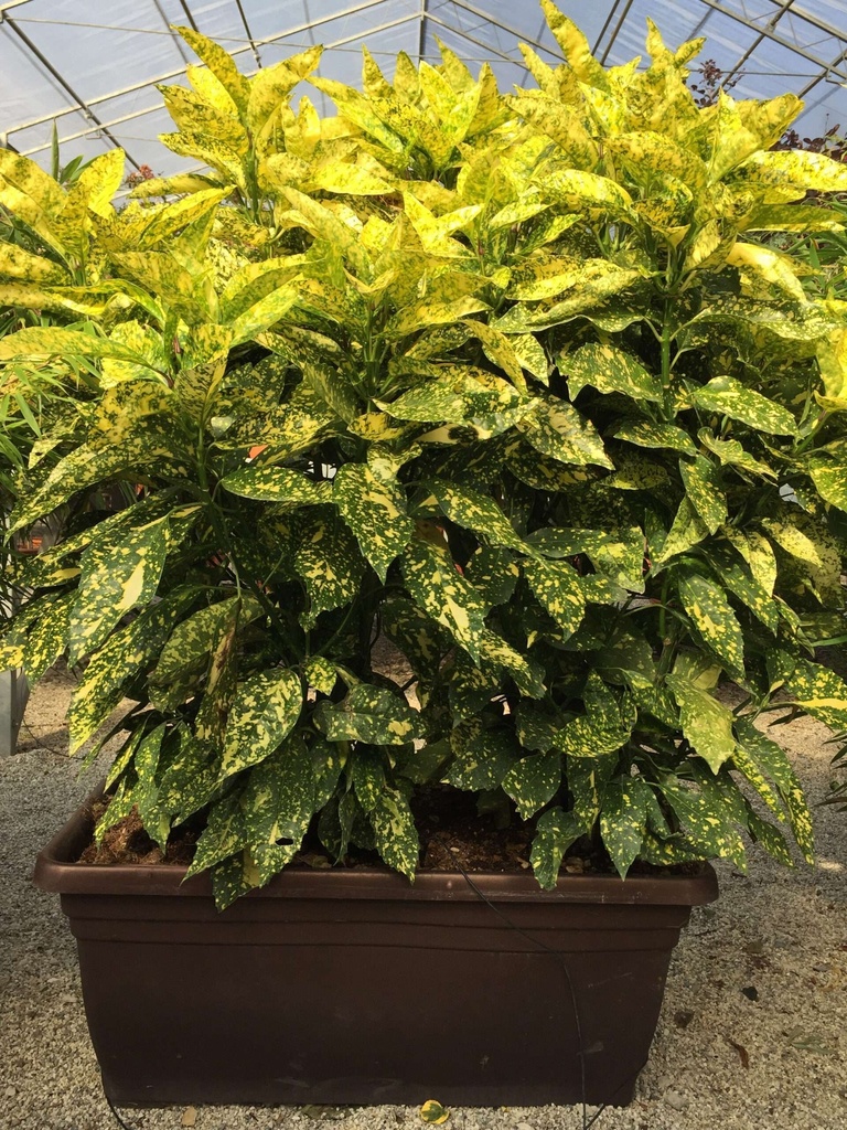 [1551] AUCUBA JAPONICA CROTONIFOLIA (Persistant, 150/200)