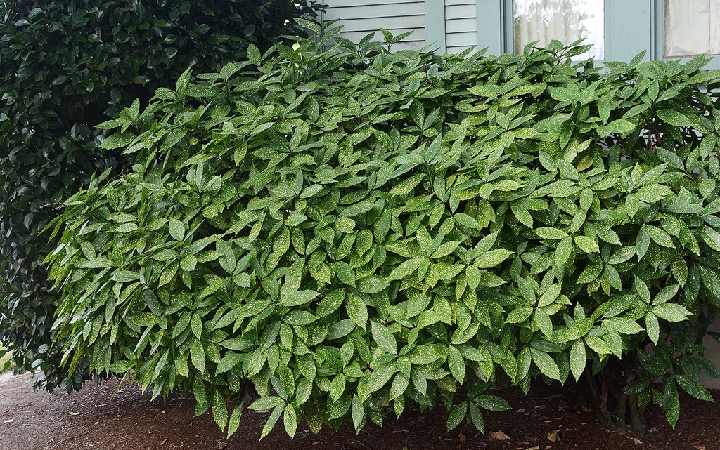 [1556] AUCUBA JAPONICA VARIEGATA (Persistant, 150/200)