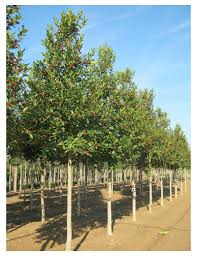 ILEX CASTANEIFOLIA
