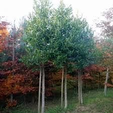 ILEX CASTANEIFOLIA - TIGE