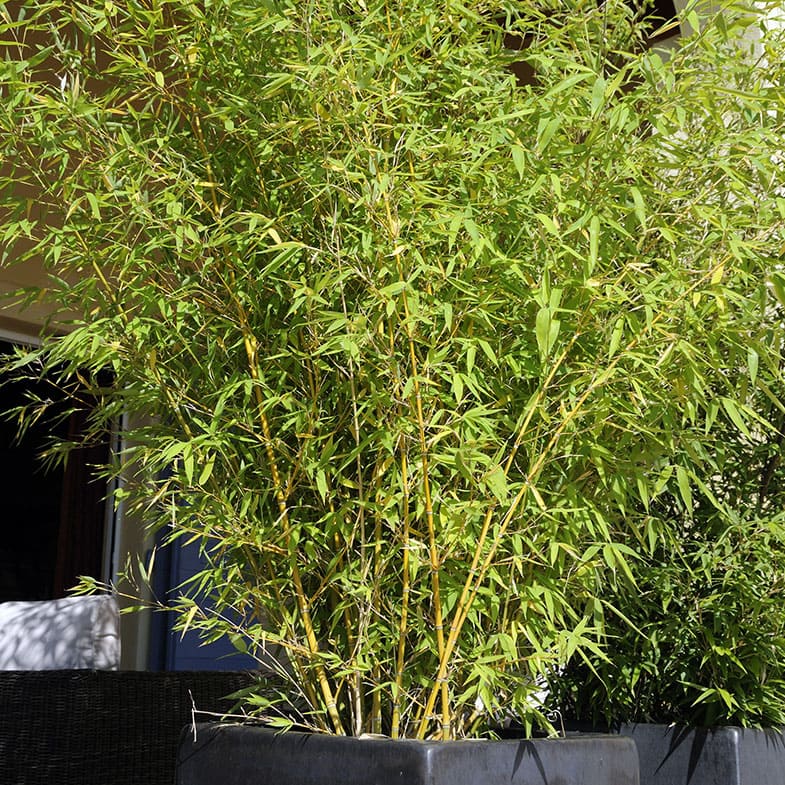 [1651] BAMBUSA PHYLLOSTACHYS AUREOSULCATA SPECTABILIS (Persistant, 5 à 10 m)