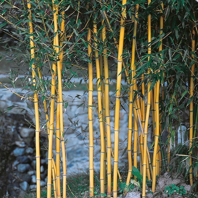 [1644] BAMBUSA PHYLLOSTACHYS AUREOSULCATA AUREOCAULIS (Persistant, 5 à 10 m)