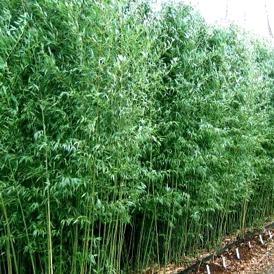 [1660] BAMBUSA PHYLLOSTACHYS BISSETII (Persistant, 5 à 10 m)