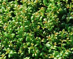 ILEX CRENATA CONVEXA