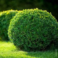 [6279] ILEX CRENATA DARK GREEN (Persistant, 100/150)