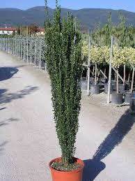ILEX CRENATA FASTIGIATA