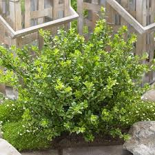 [6289] ILEX CRENATA GLORY GEM (Persistant, 100/150)