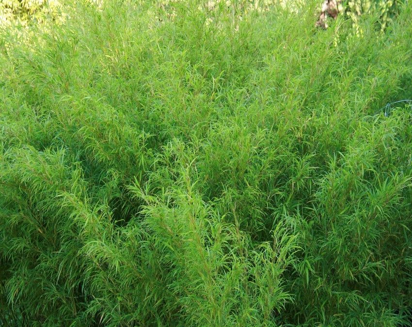 [1680] BAMBUSA QIONGZHUEA TUMIDISSINODA (Persistant, 5 à 10 m)