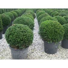 ILEX CRENATA GLORY GEM - BOULE