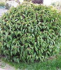 PRUNUS LUSITANICA ANGUSTIFOLIA - TIGE