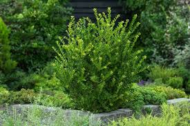 ILEX CRENATA GREEN HEDGE