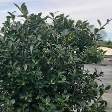 ILEX CRENATA GREEN LUSTRE