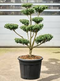 ILEX CRENATA GREEN LUSTRE - BOULE
