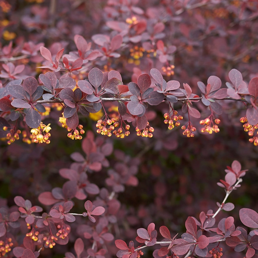 [1759] BERBERIS THUNB. ATROPURPUREA (Caduc, 200/250)