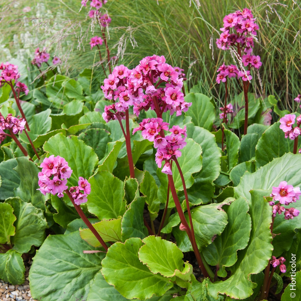[1770] BERGENIA CORDIFOLIA ROSE (Persistant, 20/50)