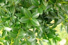 ILEX MAXIMOWICZIANA VAR. KANEHIRAE