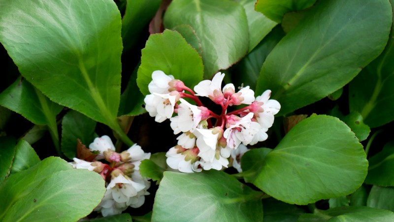 [1771] BERGENIA CORDIFOLIA SILBERLIGHT (Persistant, 20/50)