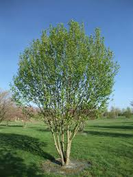[10164] PRUNUS PADUS - CEPEE (Caduc, 5 à 10 m)