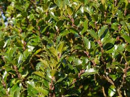 ILEX MESERVEAE BLUE PRINCE