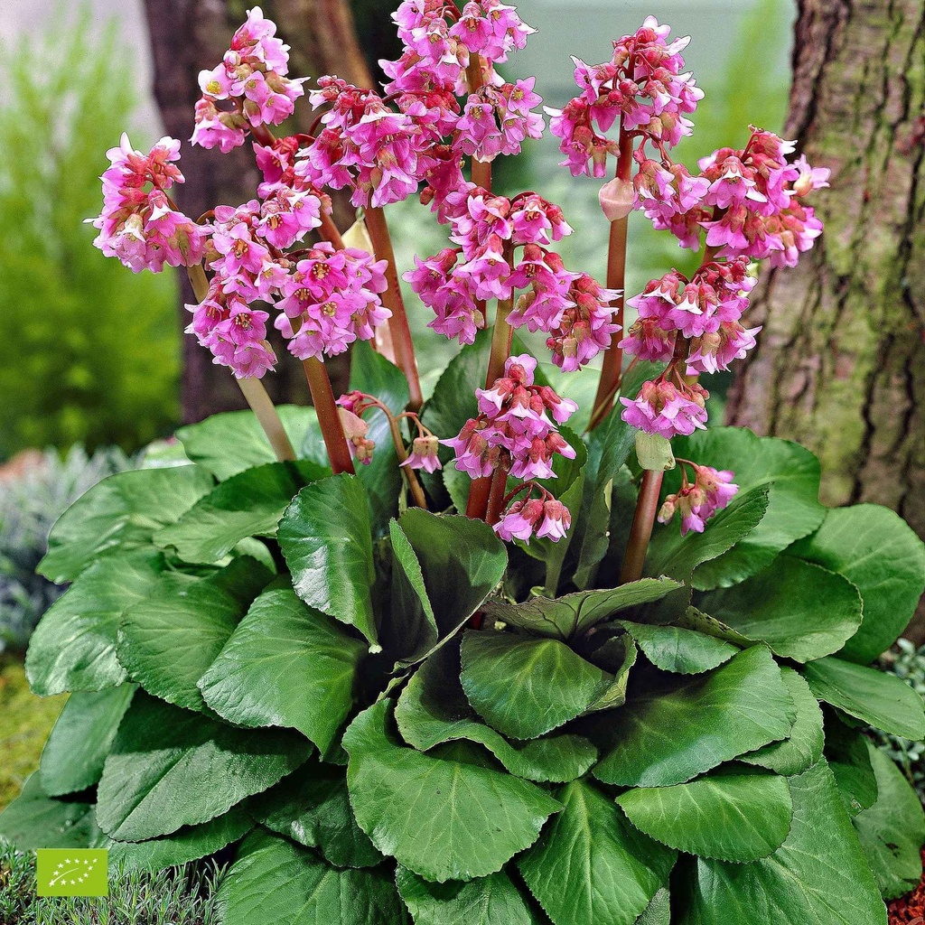 BERGENIA EROICA ROUGE