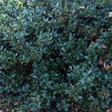 [6335] ILEX MESERVEAE BLUE PRINCE - BOULE (Persistant, 3 à 5 m)