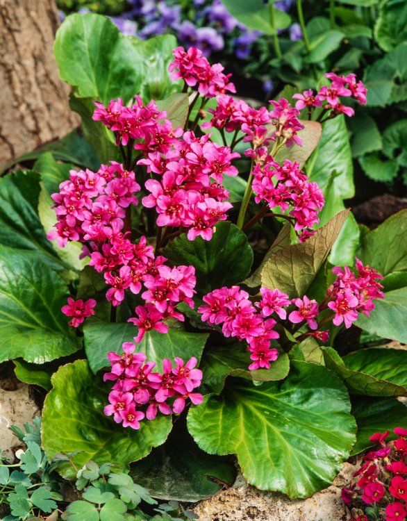 [1774] BERGENIA ROTBLUM ROUGE (Persistant, 20/50)