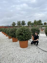 [6342] ILEX MUTCHAGARA NELLIE R. STEVENS - BOULE (Persistant, 3 à 5 m)