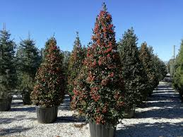 [6343] ILEX MUTCHAGARA NELLIE R. STEVENS - CONE (Persistant, 3 à 5 m)