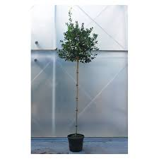 ILEX MUTCHAGARA NELLIE R. STEVENS - DEMI TIGE