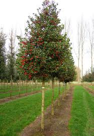 ILEX MUTCHAGARA NELLIE R. STEVENS - PARACHUTE