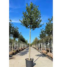 [6347] ILEX MUTCHAGARA NELLIE R. STEVENS - TIGE PALISSÉE (Persistant, 3 à 5 m)