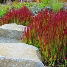 IMPERATA CYLINDRICA