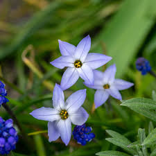 [6401] IPHEION UNIFLORUM BLEU LILAS (Caduc, 0/20)