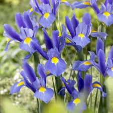 [6410] IRIS ENSATA BLEU (Caduc, 50/100)