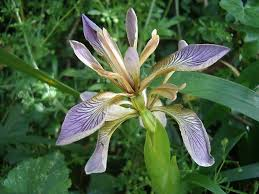 [6412] IRIS FOETIDISSIMA (Persistant, 50/100)