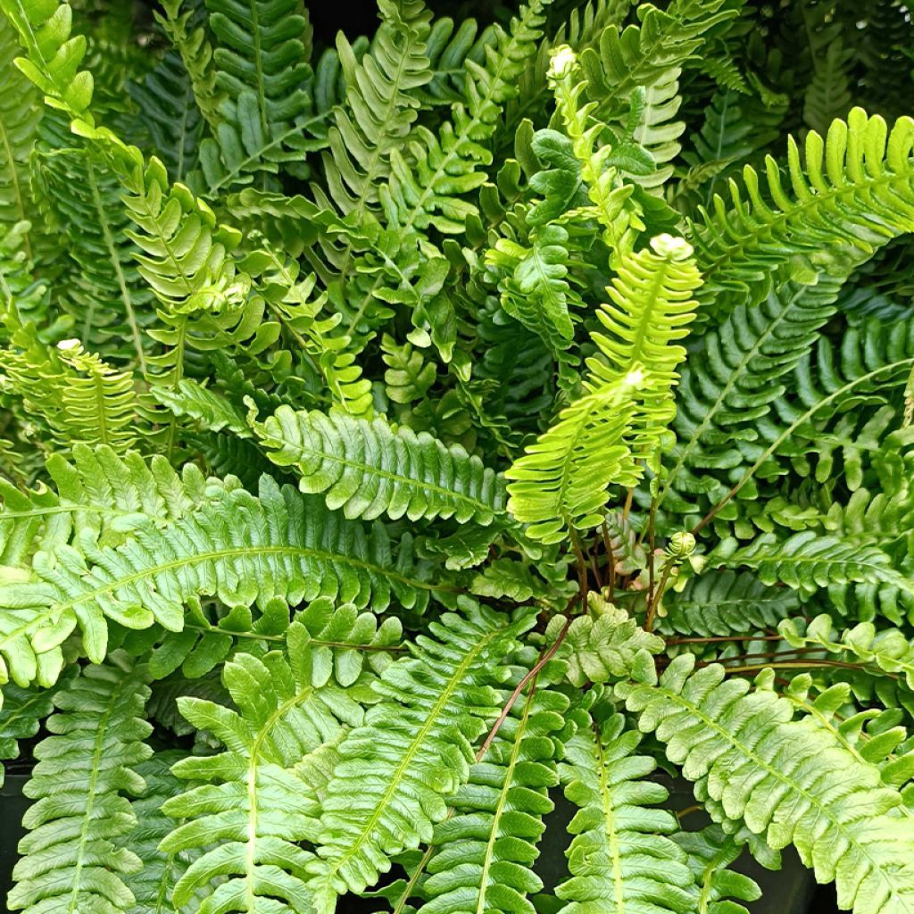 BLECHNUM SPICANT