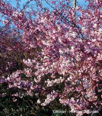 PRUNUS SUBHIRTELLA AUTUMNALIS - TIGE