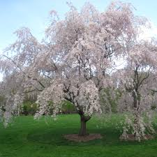 PRUNUS SUBHIRTELLA PENDULA - DEMI TIGE