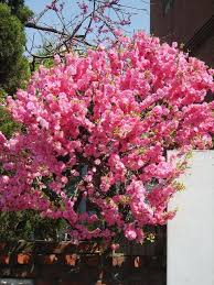 [10286] PRUNUS TRILOBA (Caduc, 3 à 5 m)